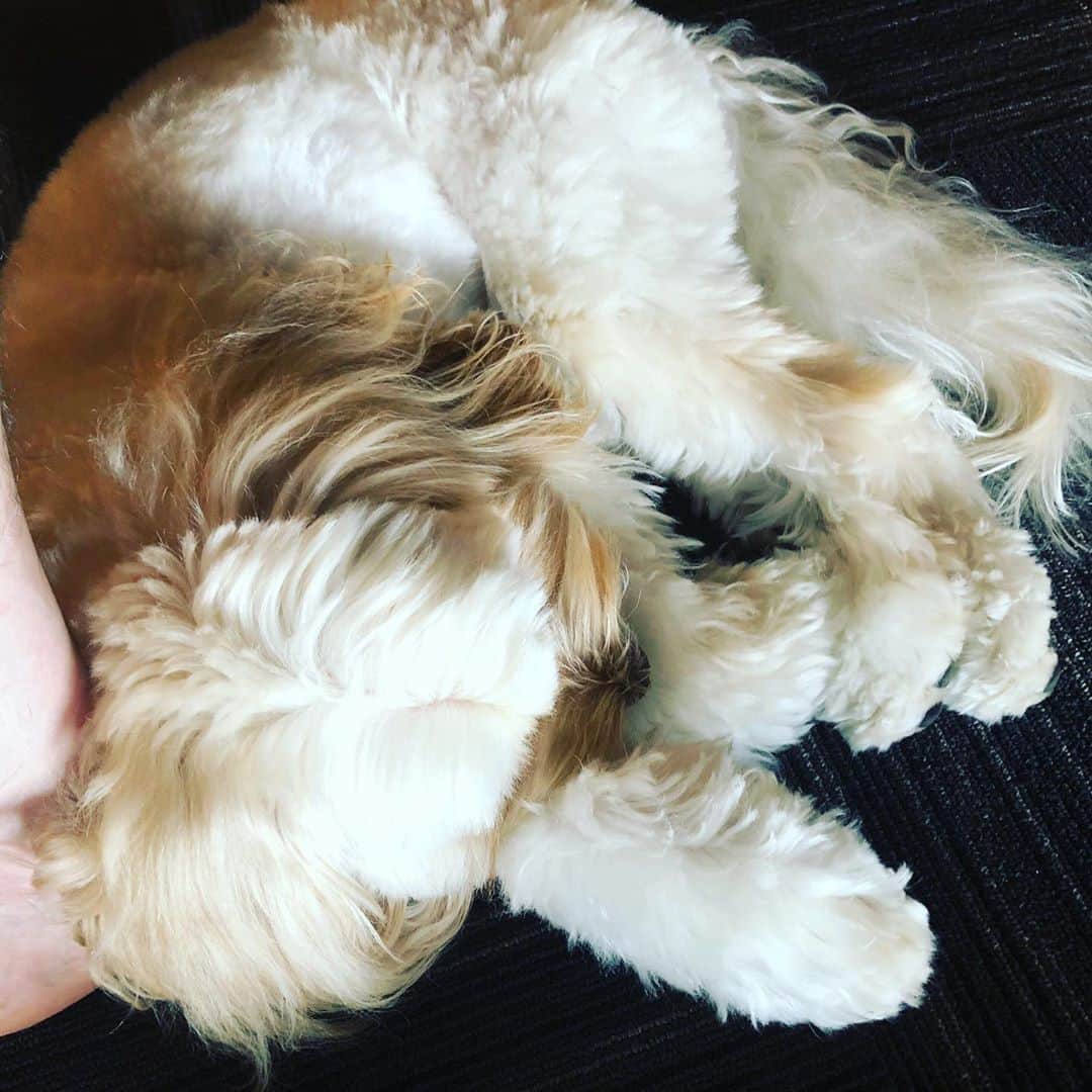北山陽一のインスタグラム：「わかりにくいけど、足の甲が枕にされています。#きたやまおもち」