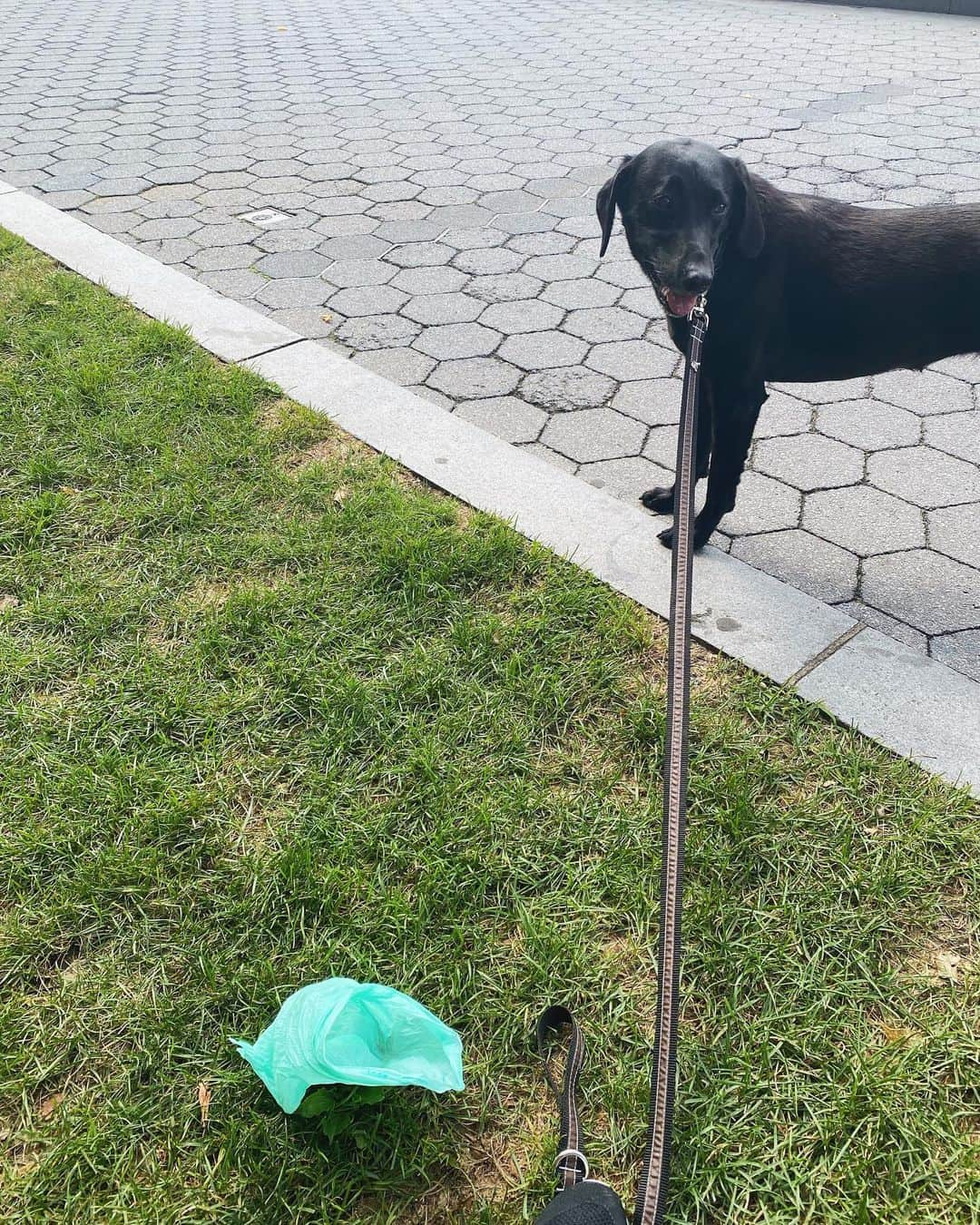 ライアン・シークレストさんのインスタグラム写真 - (ライアン・シークレストInstagram)「Georgia and I were in a crappy situation but a fellow dog owner saved the day. Erin if you’re reading this, thank you!」9月15日 2時20分 - ryanseacrest