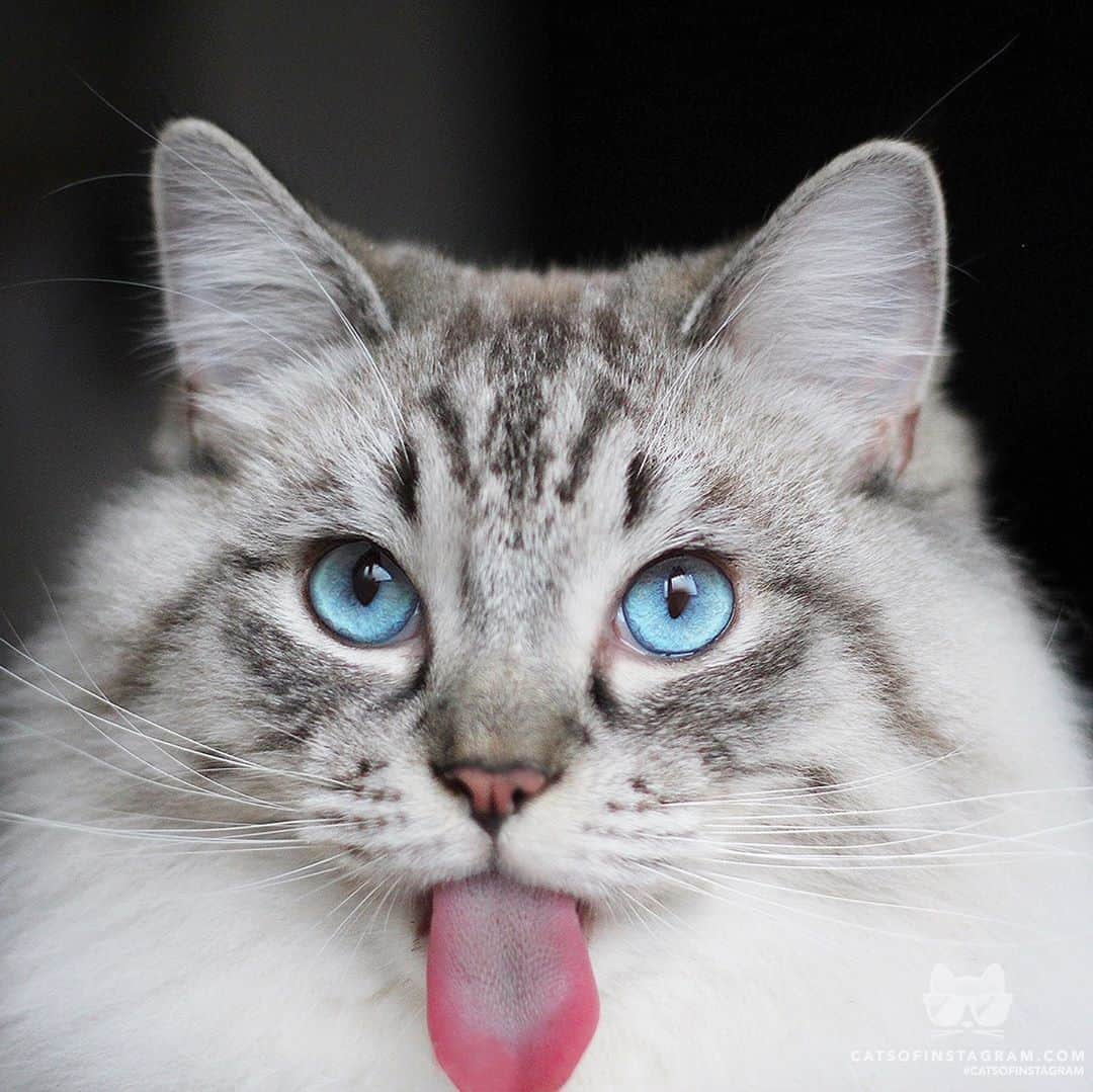 Cats of Instagramさんのインスタグラム写真 - (Cats of InstagramInstagram)「From @ragdoll_thorin: “Let me lick your icecream, please?” #catsofinstagram」9月15日 3時25分 - cats_of_instagram