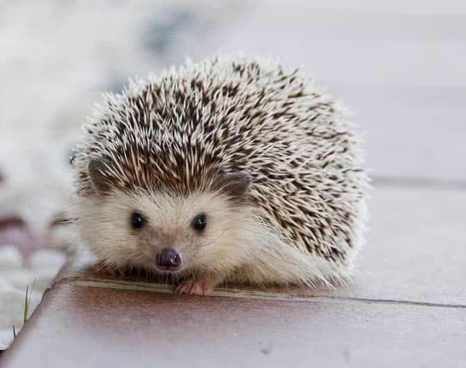 Baby Animalsさんのインスタグラム写真 - (Baby AnimalsInstagram)「This baby hedgehog is too cute!」9月15日 4時06分 - thebabyanimals