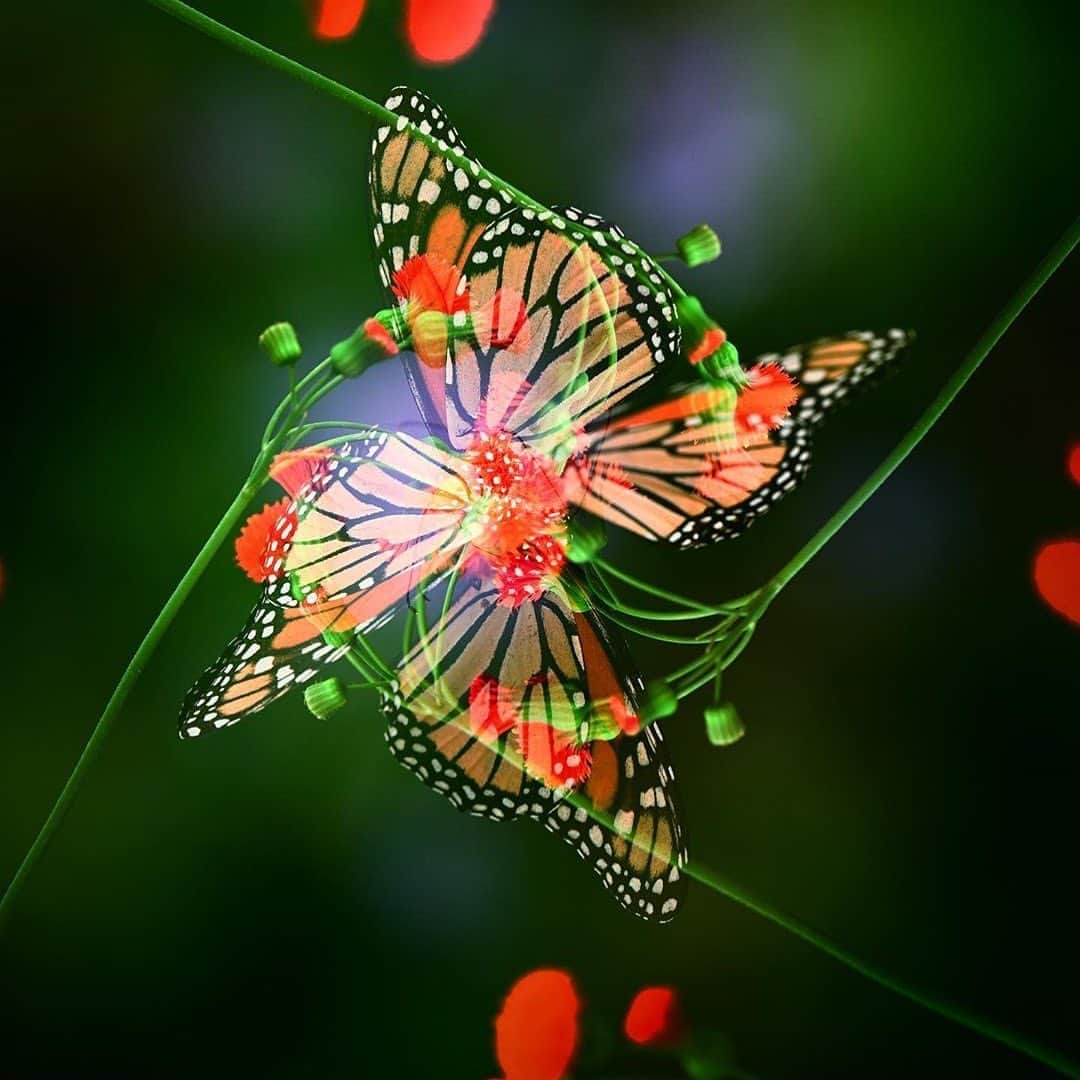 NikonUSAさんのインスタグラム写真 - (NikonUSAInstagram)「A monarch pinwheel created by #NikonAmbassador @kristiodom using the in-camera multiple exposure mode of the Z 7.  What are you creating? Share your recent work with us using #NikonNoFilter!  📸: #Z7 and AF-S #NIKKOR 500mm f/5.6E PF ED VR with the Mount Adapter FTZ. ​ #Nikon #mirrorless #Zcreators #multipleexposure #insects #butterflies」9月15日 4時27分 - nikonusa