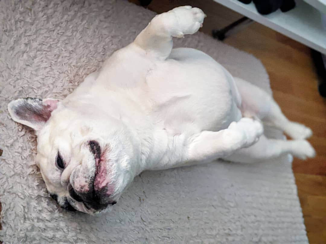 Manny The Frenchieのインスタグラム：「I'll probably be here all day. 🥱 #Mondayblues」