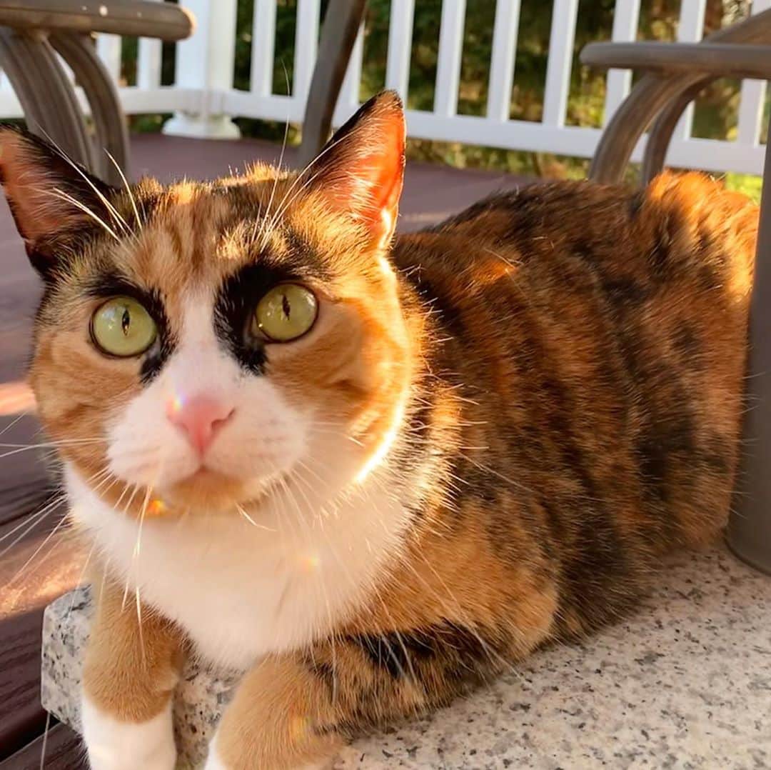 リリーのインスタグラム：「Monday in the sun ☀️  . . . . . . . #lillycrazyeyes #mood #catsofinstagram #9gag #calico #instacat #meowstagram #meow #meowdel #instacalico #calico #caturday #weekend  #crazyeyes #sassy #monday #sunset」