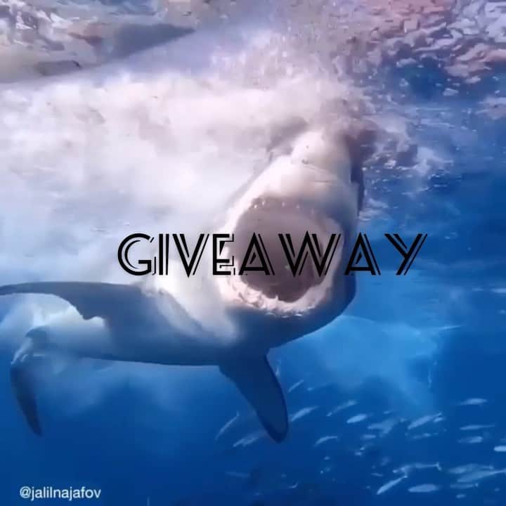WildLifeのインスタグラム：「2021 GREAT WHITE SHARK GIVEAWAY! WIN A 5 DAY LIVEABOARD TRIP TO GO SHARK CAGE DIVING IN GUADALUPE ISLAND  ONBOARD THE  @solmarv , To WIN:  1.GO Follow: @discoversharkstours and also follow every account they are following (it only takes 10 seconds to follow all accounts)  2. Like this post  3. Tag a friend . 4. (Bonus) Share this post on your IG Story for an additional entry!  The winner will be chosen randomly ‪on October 5th 2020 & announced on @discoversharkstours account LIVE   Congratulations to @im_tripped_ for winning our last Giveaway!   Rules:  Is Mandatory to follow all accounts from @discoversharkstours if the winner is chosen and the person doesn’t follow all accounts the winner will be disqualified.   Please Note: This sweepstake is in no way sponsored, administered, or associated with Instagram, PayPal, TransferWise, or any Brands in the contest images. By entering, entrants confirm they are 18+ years of age, release Instagram of responsibility, and agree to Instagram's term of use. / Photo by @jalilnajafov」