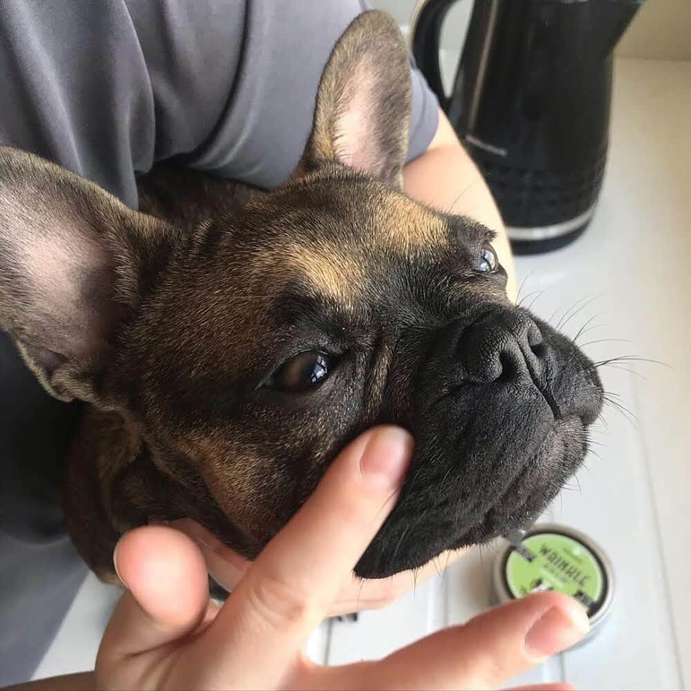 Regeneratti&Oliveira Kennelさんのインスタグラム写真 - (Regeneratti&Oliveira KennelInstagram)「Trapped dirt, moisture and yeast can cause your dog a lot of skin issues. #WrinkleBalm is a blend of organic plant-based ingredients and essential oils, specially formulated for keeping skin folds healthy and free of infection. 100% Natural & pet-safe 🐕 . ⭐ SAVE 20% off @naturaldogcompany with code JMARCOZ at NaturalDog.com  worldwide shipping  ad 📷: @sansathefrenchbulldog . . . . . . . #frenchiepetsupply #frenchiesofinsta #pugsofinsta #frenchbulldog #frenchiesofinstagram #pug #frenchies #reversibleharness #frenchiehoodie #thedodo #frenchieharness #dogclothes #dogharness #frenchiegram #dogsbeingbasic #frenchieoftheday #instafrenchie #bulldogs #dogstagram #frenchievideo #cutepetclub #bestwoof #frenchies1 #ruffpost #bostonterrier #bostonsofig #animalonearth #dog」9月15日 5時44分 - jmarcoz