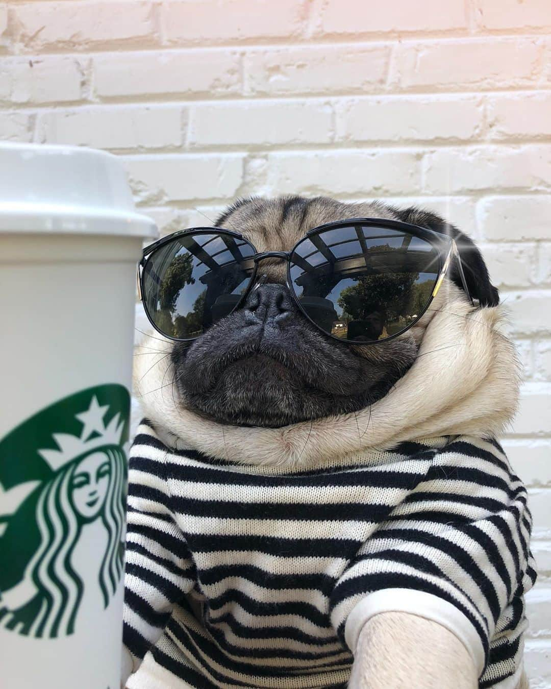 itsdougthepugさんのインスタグラム写真 - (itsdougthepugInstagram)「“Me after getting my third coffee of the day” -Doug」9月15日 6時22分 - itsdougthepug