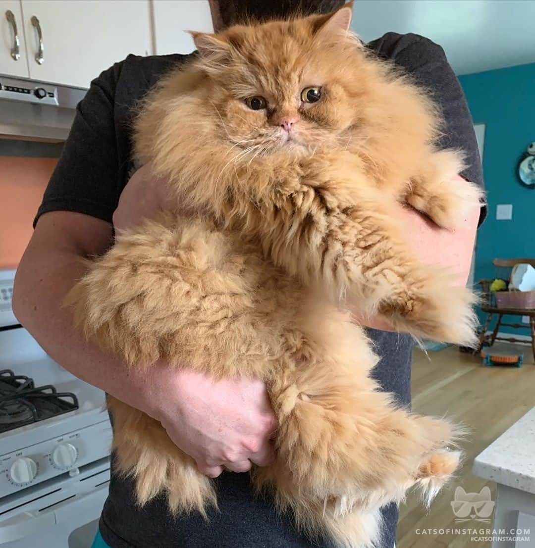 Cats of Instagramさんのインスタグラム写真 - (Cats of InstagramInstagram)「From @therealpercythepersian: “Little known fact: I love to be carried around, like a true king! 👑” #catsofinstagram」9月15日 6時35分 - cats_of_instagram