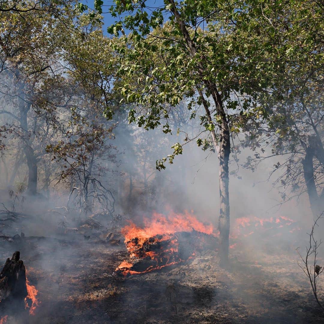 のインスタグラム：「Photo by @lucasfogliaphoto  California, 2015: Wildfires are becoming more severe. To prevent them, the U.S. Forest Service performs controlled burns between fire seasons, when the land is wet enough to keep them contained. The annual budget for controlled burns is one percent of the amount spent fighting wildfires. If we increase the practice, then we can literally fight fire with fire.」
