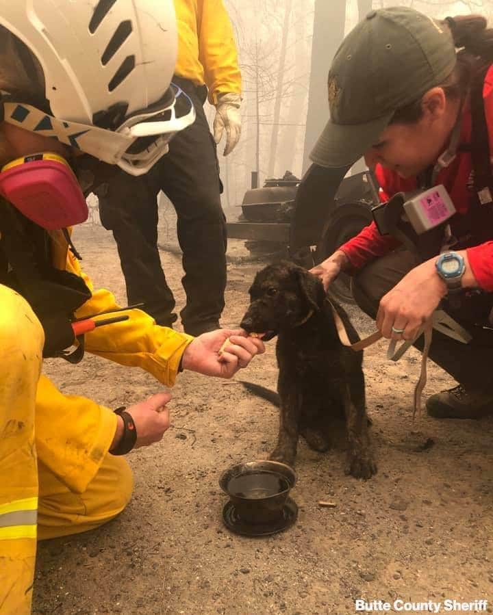 ABC Newsさんのインスタグラム写真 - (ABC NewsInstagram)「SAFE AND SOUND: After days of wildfire devastation, the Butte County Sheriff’s office has shared this survival story, with deputies discovering puppy at a burned-out property where the owner was forced to evacuate quickly. The dog, nicknamed Trooper, was treated for minor burns.」9月15日 7時01分 - abcnews