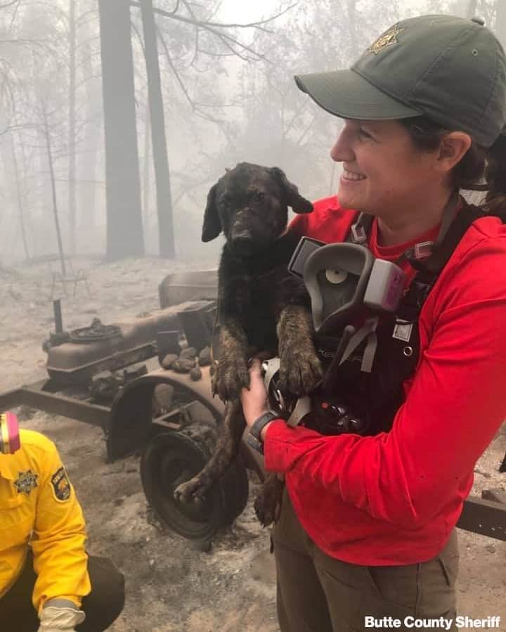 ABC Newsさんのインスタグラム写真 - (ABC NewsInstagram)「SAFE AND SOUND: After days of wildfire devastation, the Butte County Sheriff’s office has shared this survival story, with deputies discovering puppy at a burned-out property where the owner was forced to evacuate quickly. The dog, nicknamed Trooper, was treated for minor burns.」9月15日 7時01分 - abcnews