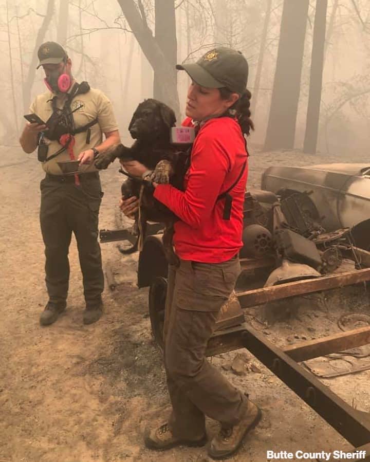 ABC Newsさんのインスタグラム写真 - (ABC NewsInstagram)「SAFE AND SOUND: After days of wildfire devastation, the Butte County Sheriff’s office has shared this survival story, with deputies discovering puppy at a burned-out property where the owner was forced to evacuate quickly. The dog, nicknamed Trooper, was treated for minor burns.」9月15日 7時01分 - abcnews