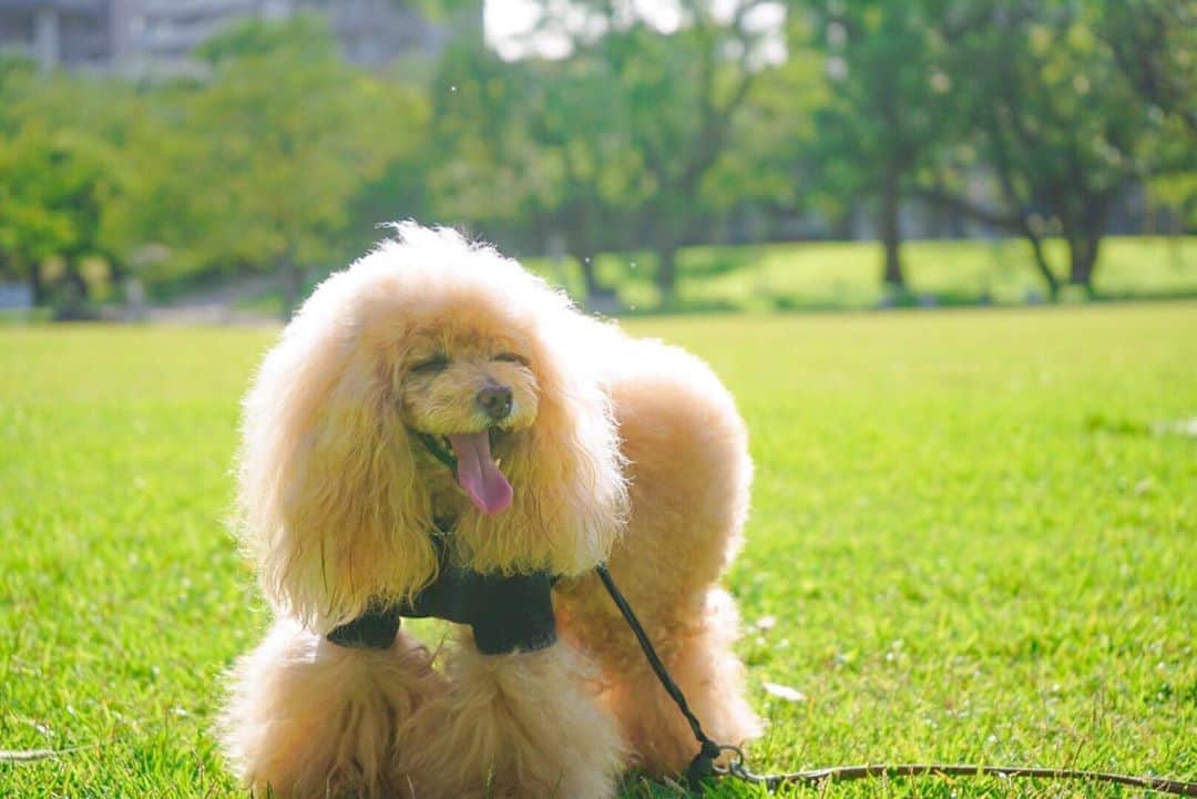 Toypoodle Mikuru?Asakusa Tokyoのインスタグラム：「20200915 Tuesday. Good morning! Friends 💕 . 今日は終日お留守番のみくるちゃん🥺 心配だなぁ、、、 でも今週末は連休だから 待っててねー😆😆😆 . 画像は休日あさんぽ。 どっか行ったみたいな感じだけど 近所の隅田公園。 みきゅるん暑そうだなぁ🥵 . #隅田公園 #あさんぽ #どこにも行かないまま夏終了」