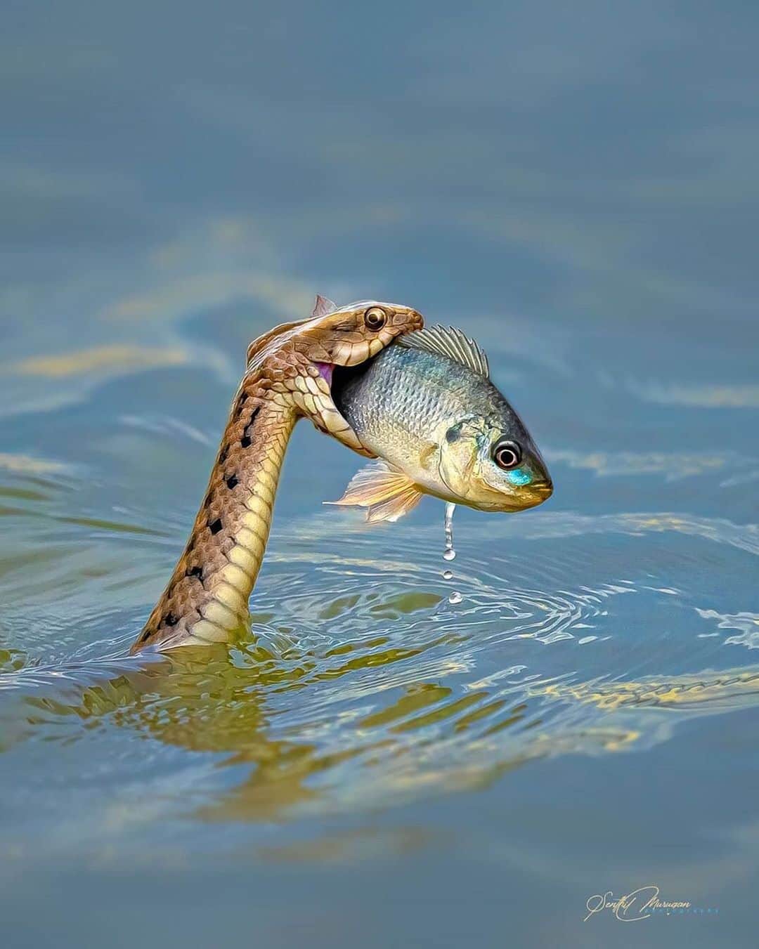 WildLifeのインスタグラム：「By @senthil_art "___________" (Captions are welcome😊) ,  This stunning moment happened a week ago on my usual photography spot, when capturing cormorants I noticed some unusual movement was coming towards me on the water (Lake). When it came around 10 meters away,  Miracle!! I realized that the snake was holding a fish.  Here it is, we could see the confidence of bite and their expressions along with water drops! . . Sony a7R 4 - 200-600mm G  496mm  1/2000  f 6.3  iso 640 Bangalore Outskirts  Karnataka  June 2020 . . . .  #SonyAlphaIN #NiFHiveFeature #Planetbirds #naturelovers #pocket_birds #earthlovers #everydaybirdlovers #global4nature #i_hobbygraphy #birdofinstagram  #birdpics  #birdplanet  #birdsofindiansubcontinent  #bird_perfection  #birding_lounge  #wildlifeperfection  #world_photography_hub  #wpa_  #maroonoriole  #birdwatchingphotography  #igersofindia  #indian_photography_clab_ #kings_birds  #natgeoyourshot  #igersofindia  #sonybbcearth  #wildlife_seekers #wildlifeofinstagram  #naturein_focus  #best_birds_photography」