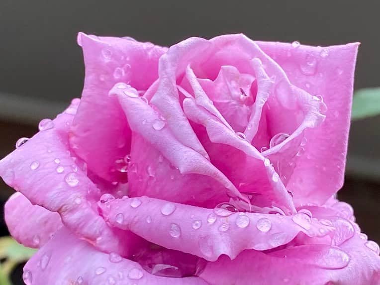 岡部晴彦のインスタグラム：「#バラ日記 #roses 139日目　曇り  シャルルドゴール イングリッドバーグマン バレリーナ  #roses🌹 #rosestagram #rose」