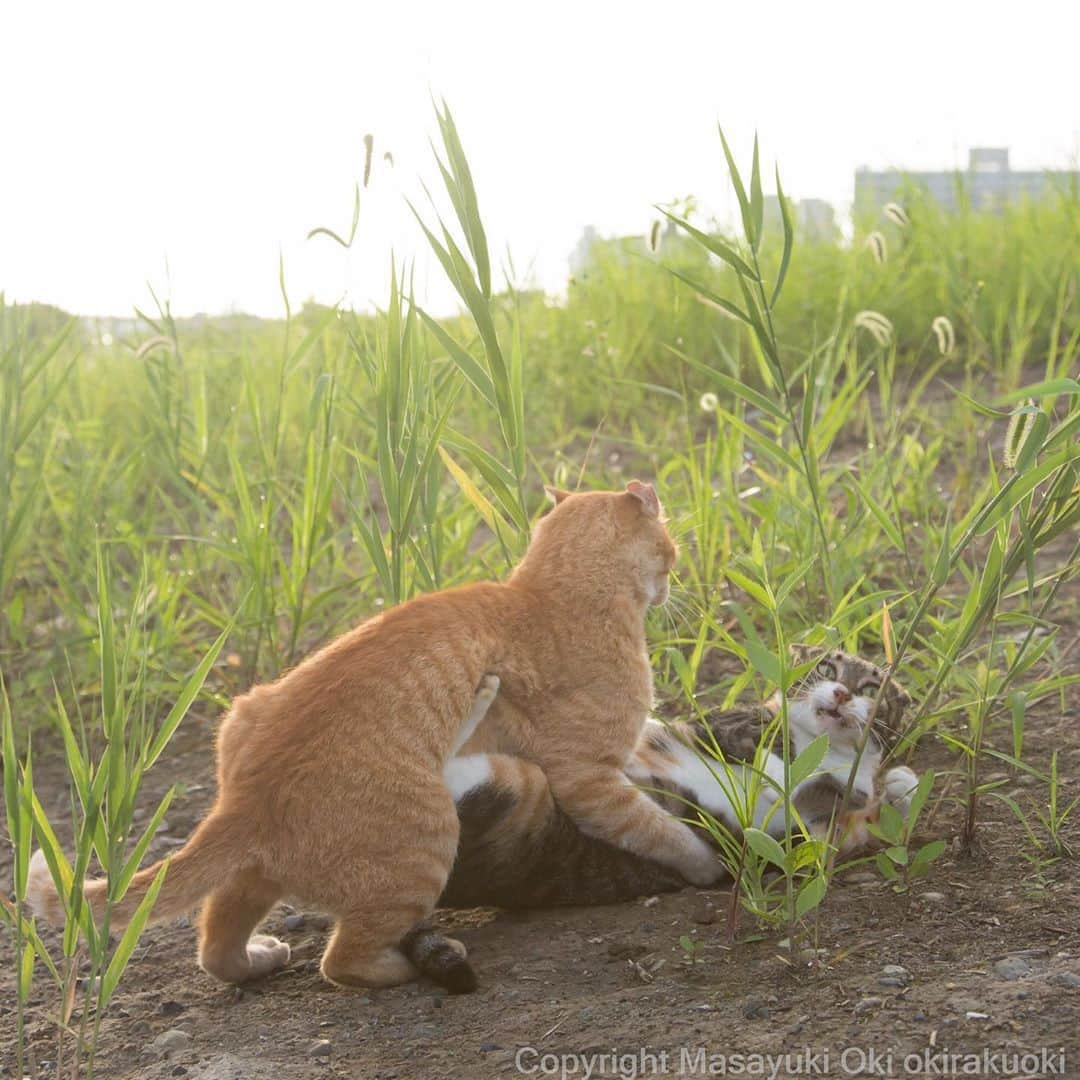 Masayukiさんのインスタグラム写真 - (MasayukiInstagram)「ケっ、ケダモノっ！！」9月15日 7時31分 - okirakuoki