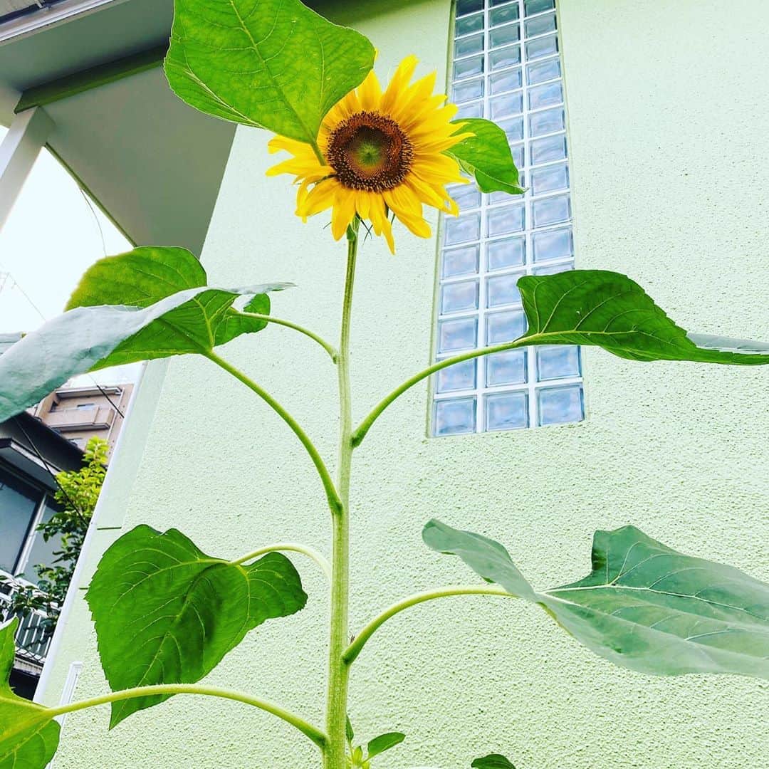 佐藤尚之のインスタグラム：「季節的にもう終わったと思ってたひまわり。  一輪だけ、静かに屹立していた。  君のやうになりたひ。  #ひまわり」