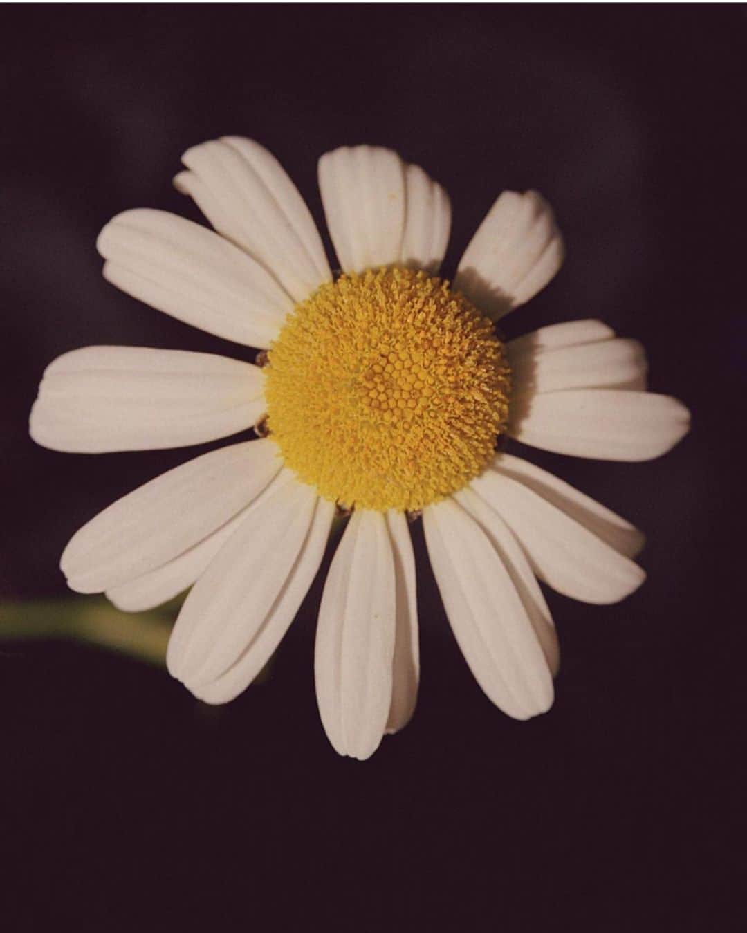 Meganさんのインスタグラム写真 - (MeganInstagram)「Nature wins via 〰 @sophiepinet photo by @ericchakeen  . . . . #daisy #flowers #flowersofinstagram」9月15日 7時56分 - zanzan_domus