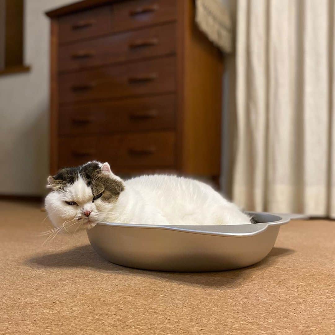 8n21のインスタグラム：「入る猫  #猫鍋 #cats #ねこ部」