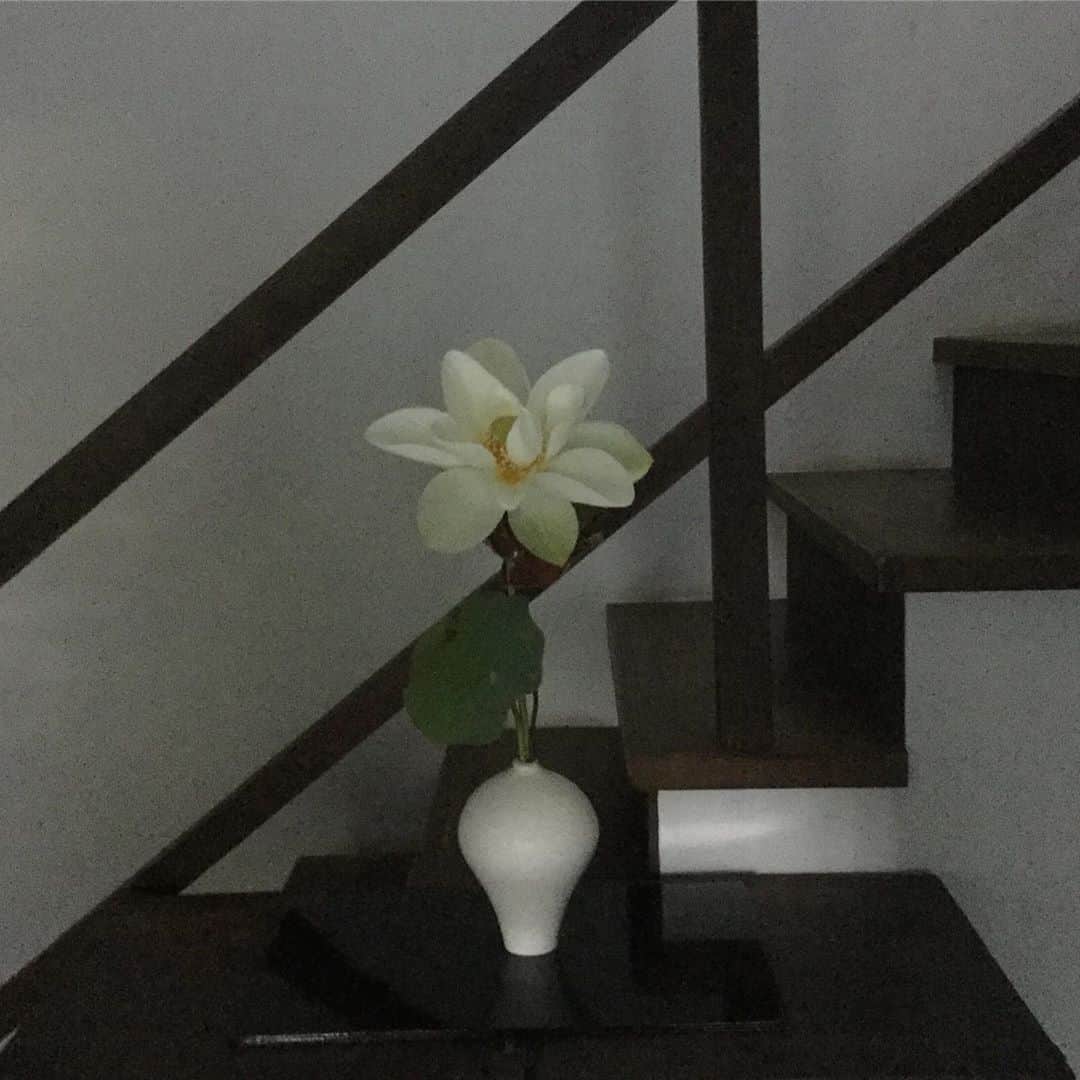 ヒロミチナカノさんのインスタグラム写真 - (ヒロミチナカノInstagram)「黒田泰蔵の白磁の花器に蓮の花を入れました。蓮は咲ききるまでは蓮鉢で楽しみ..最後に..cut..楽しみました。#flowers  #flowerinstagram  #lotus」9月15日 8時03分 - hiromichinakano_official