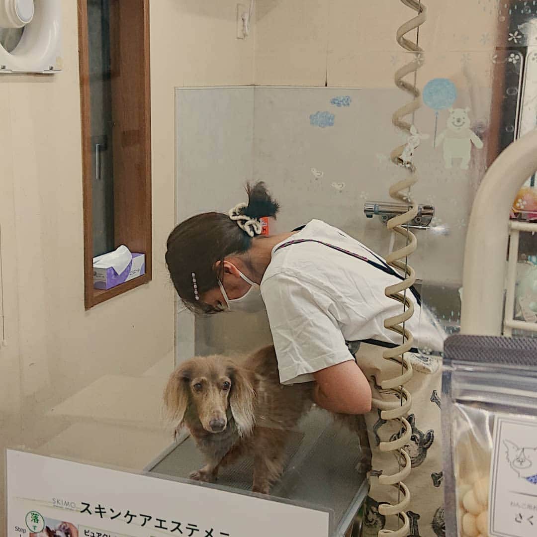 くるみんのインスタグラム：「* 2ワンの体調も大丈夫になったので、先週末は爪切り&肛門腺をしてもらいました。  スッキリしたねー✴️ * #ミニチュアダックスフンド #ミニチュアダックスフント #ミニチュアダックス #イザベラタン #イザベラ #カニンヘンダックスフント #カニンヘン #カニンヘンダックス #カニンヘンダックスフンドの日常 #カニンヘンの会 #カニンヘンダックスフンド #チョコタンダックスフント #チョコタンダックスフンド #チョコタンダックス #チョコタン #ダックスlove #ダックス多頭飼い #ダックスフント #ダックスフンドカニンヘン #ダックス部 #ダックス大好き #ダックスフンド #ダックス #いぬばか部 #いぬすたぐらむ #短足部 #dachshundgram #dachshund #dogstagram #instagramdog」