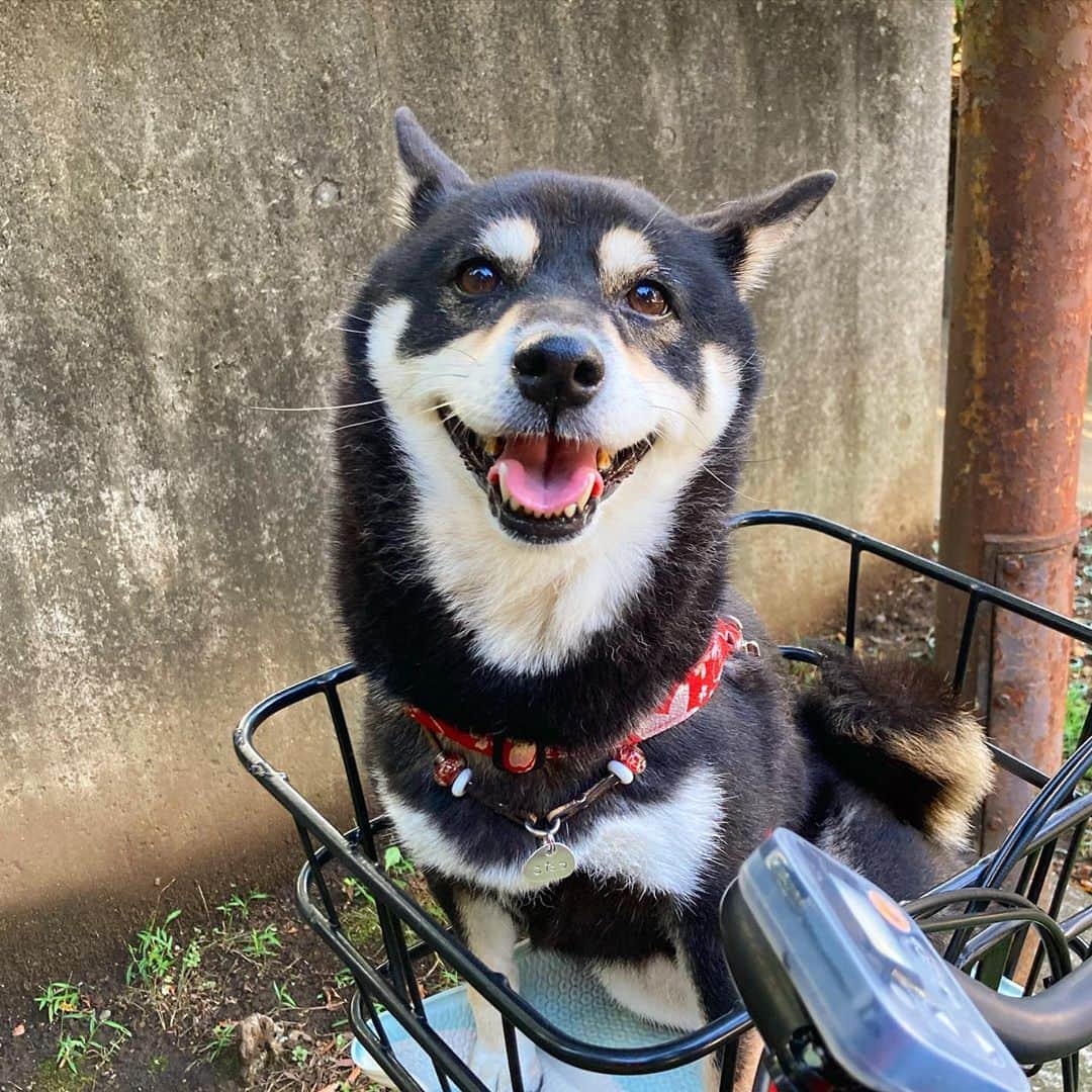 vo_coのインスタグラム：「🐾 よい笑顔！ ※乗り物に乗ってる時限定 * #shibastagram #instashiba #shiba #shibainu #黒柴 #柴犬」