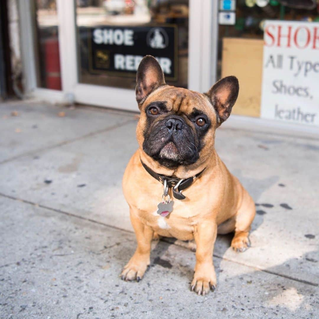 The Dogistさんのインスタグラム写真 - (The DogistInstagram)「*RECOVERED*STOLEN: Bruno was stolen today at 125 Sullivan St., NYC. Video & images of the thieves at @realbrunorao. UPDATE: Bruno was returned to a police precinct. Thank you for helping get Bruno back home 🙌」9月15日 8時30分 - thedogist