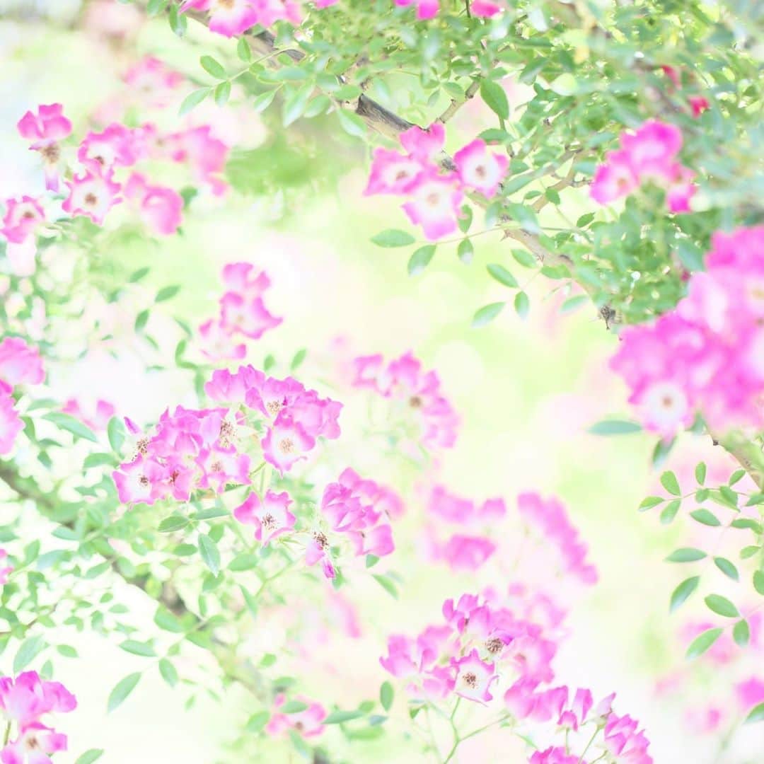 kiccyomuのインスタグラム：「☁️ 2020.09.15 Tue 小さな花びらがかわゆい #薔薇 🌹 華やか〜 秋薔薇 … 今年は会えるかな？ 春のストックから😊 #心に花を  火曜日…今日も元気に🤗  location #千葉 #京成バラ園 📷撮影 2020年06月」