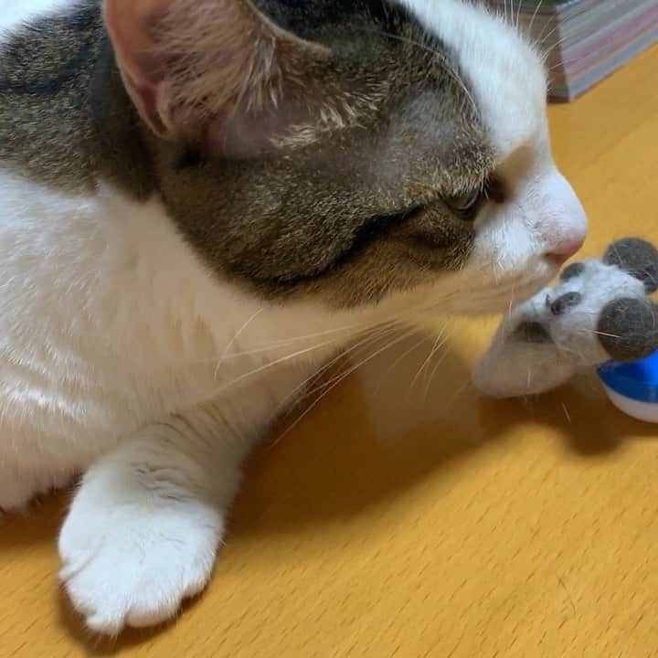 ひのき猫のインスタグラム