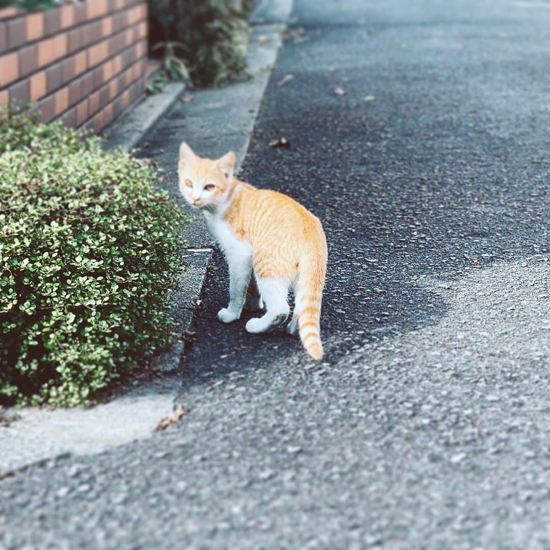 中野敬久さんのインスタグラム写真 - (中野敬久Instagram)「#cat #brown #white #kitten #hope #neighborhood #beauty」9月15日 8時38分 - hirohisanakano