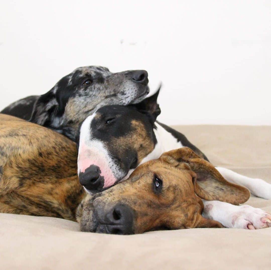のインスタグラム：「Forever the best cuddle puddle ❤️」