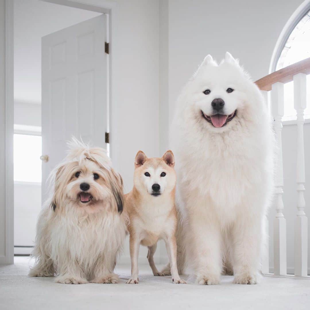 Loki the Corgiさんのインスタグラム写真 - (Loki the CorgiInstagram)「Say hello to Coco, Bear and Momo’s new foster sister! Coco was recently rescued from a puppy mill where she was used for breeding. She was quite underweight when she was rescued, but she has thankfully packed on a few pounds since then! 🙂 Coco is 5 years old. She’s super friendly and loves to eat and play (she plays with Momo more since Bear is shy around girls 🐻). Coco has only been with us for a few days, so we’ll tell you more about her (as well as her adoption information for those interested) after we spend more time with her! 🐕」9月15日 8時55分 - lokistagram