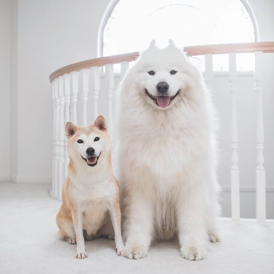 Loki the Corgiさんのインスタグラム写真 - (Loki the CorgiInstagram)「Say hello to Coco, Bear and Momo’s new foster sister! Coco was recently rescued from a puppy mill where she was used for breeding. She was quite underweight when she was rescued, but she has thankfully packed on a few pounds since then! 🙂 Coco is 5 years old. She’s super friendly and loves to eat and play (she plays with Momo more since Bear is shy around girls 🐻). Coco has only been with us for a few days, so we’ll tell you more about her (as well as her adoption information for those interested) after we spend more time with her! 🐕」9月15日 8時55分 - lokistagram