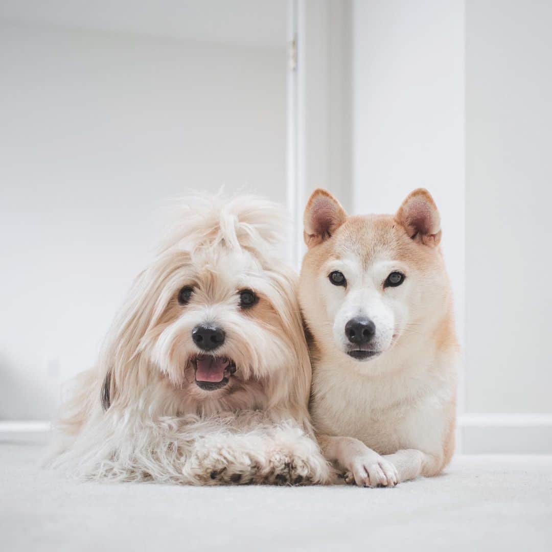 Loki the Corgiさんのインスタグラム写真 - (Loki the CorgiInstagram)「Say hello to Coco, Bear and Momo’s new foster sister! Coco was recently rescued from a puppy mill where she was used for breeding. She was quite underweight when she was rescued, but she has thankfully packed on a few pounds since then! 🙂 Coco is 5 years old. She’s super friendly and loves to eat and play (she plays with Momo more since Bear is shy around girls 🐻). Coco has only been with us for a few days, so we’ll tell you more about her (as well as her adoption information for those interested) after we spend more time with her! 🐕」9月15日 8時55分 - lokistagram