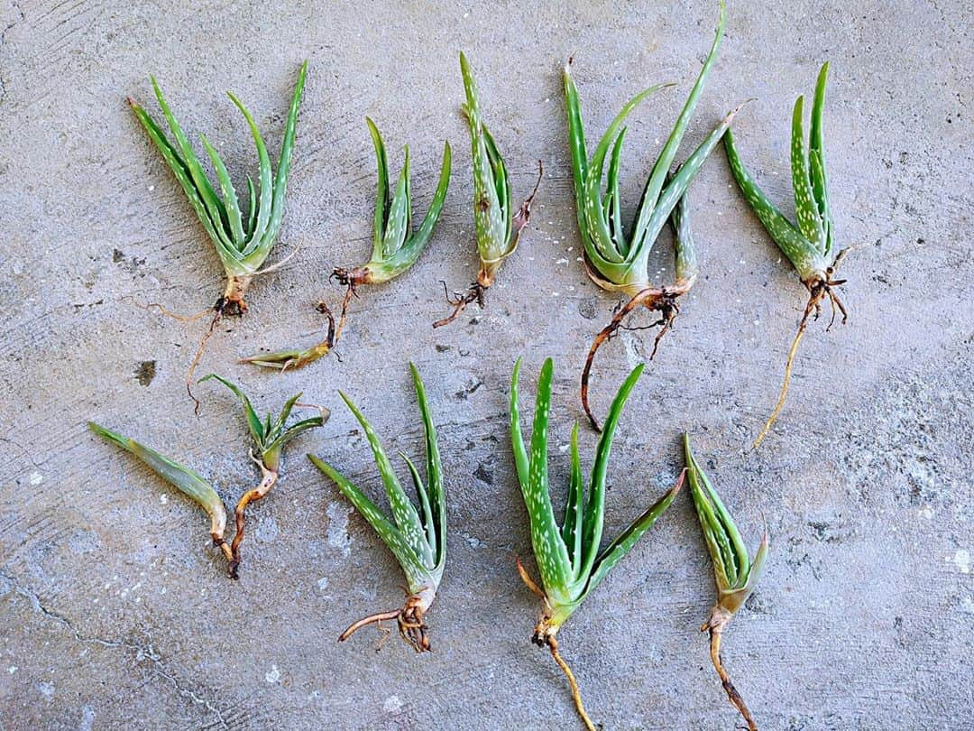 Honolulu Myohoji Missionさんのインスタグラム写真 - (Honolulu Myohoji MissionInstagram)「🌱 Because we are under stay at home order, we’ve been working on our garden even more! This is #aloevera #pups 🌵 Make sure the roots are dry before planting to their new “house” 🌱😁 What is good about aloe? 🤙🏾 heal sunburn by applying to your skin as many people knows, 🤙🏾help your healthy elimination by having 1 Tbsp fresh aloe vera twice a day, and 🤙🏾reduce excess heat and excess acidity that is contributing to the constipation.   If you have some aloe at home, you are lucky! 😁 * * * * #ハワイ #ハワイ好きな人と繋がりたい  #ハワイだいすき #ハワイ好き #ハワイに恋して #ハワイ大好き #ハワイ生活 #ハワイ行きたい #ハワイ暮らし #オアフ島 #ホノルル妙法寺 #HawaiianAirlines #ハワイアン航空 #思い出　#honolulumyohoji #honolulumyohojimission #御朱印女子 #開運 #穴場 #パワースポット #hawaii #hawaiilife #hawaiian #luckywelivehawaii #hawaiiliving #hawaiistyle #hawaiivacation」9月15日 8時58分 - honolulumyohoji