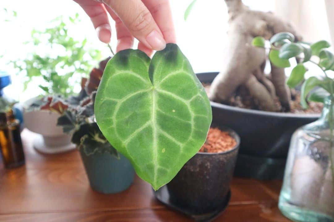 LOVEGREEN -植物と暮らしを豊かに。のインスタグラム