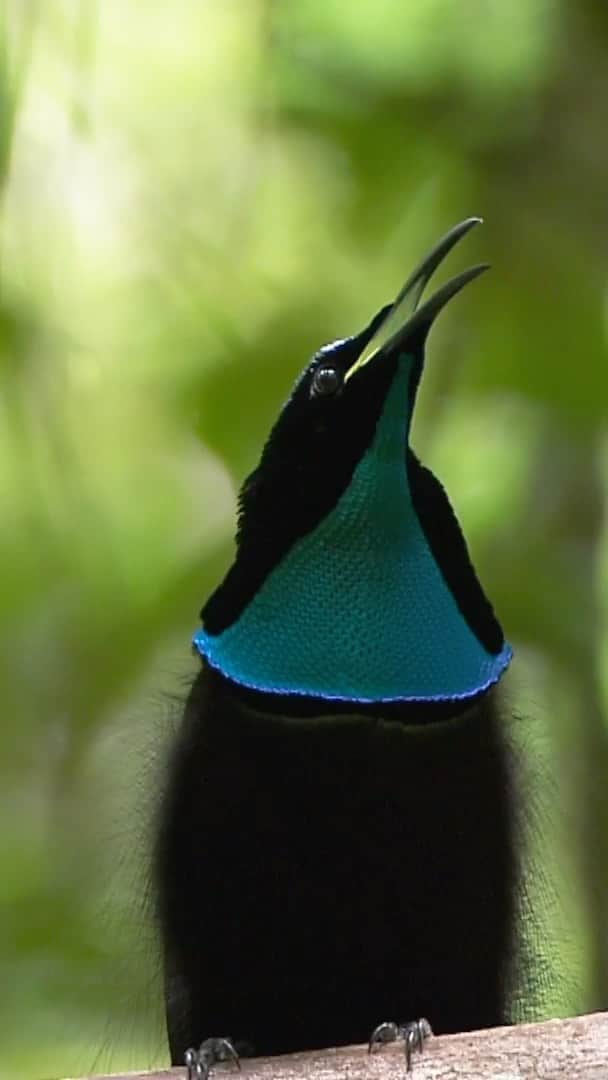のインスタグラム：「The diverse birds of paradise are not all brightly colored! Some have amazing super-black plumage to offset ornaments like the bright neck feathers of this magnificent riflebird, filmed by @TimLaman and Ed Scholes of the @birdsofparadiseproject in West Papua, Indonesia. Listen to the audio to hear the sounds of the male’s wings in his display to the female. Does she seem impressed? To see the full sequence of this display and many more birds of paradise, please visit @TimLaman. #Birdsofparadise #Indonesia #rainforest」