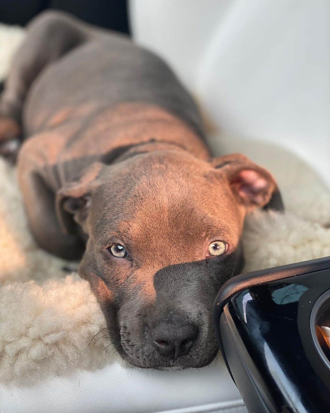レイク・ベルのインスタグラム：「I understand and respect when we disagree so I post a picture of a puppy... which we can all agree, is cute.」