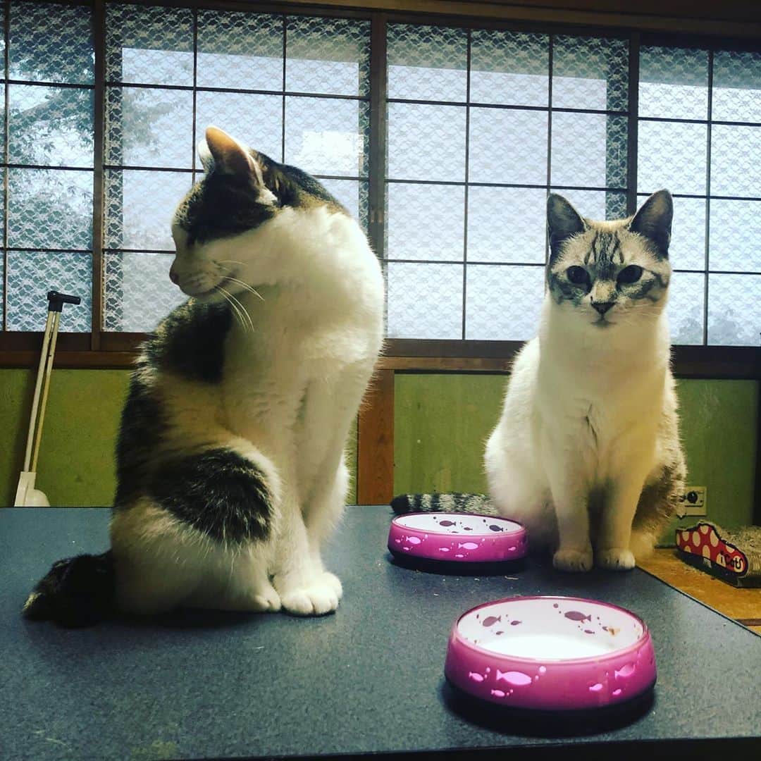 町田康のインスタグラム：「ルイベ食べたい。」