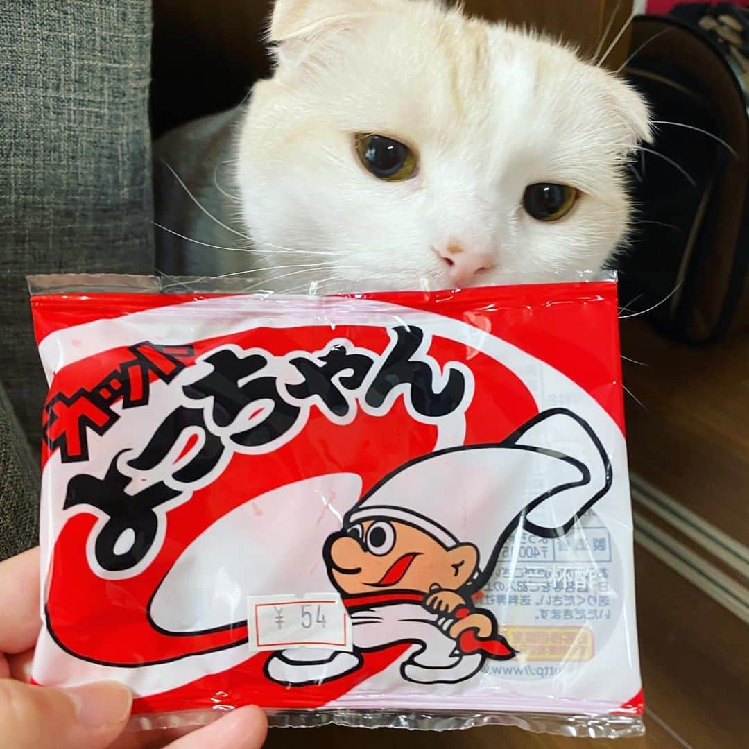 はなぼくろきなこさんのインスタグラム写真 - (はなぼくろきなこInstagram)「駄菓子屋さん行ったらよっちゃんイカの味のバリエーション増えててびっくりした🦑 三杯酢一択なんやけど、三杯酢の「しろ」ってのがあって。着色料はなしで味は赤い三杯酢のと同じなんやろか？ とりあえず赤の三杯酢を2こ買った🦑🦑  #カットよっちゃん #よっちゃんイカ #三杯酢 #はなきな  #にゃんこ  #スコティッシュフォールド #猫  #猫のいる暮らし #😻　#みんねこ」9月15日 9時32分 - hanabokurokinako