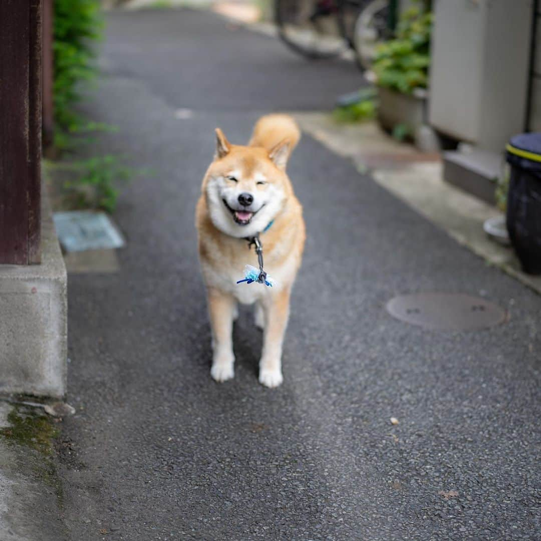 まる（まるたろう）さんのインスタグラム写真 - (まる（まるたろう）Instagram)「Good morning!✨🐶✨おはまる〜　忘れ物無い？ #ハンカチとか定期とか #慌てるといい事ないからね #今日も頑張ってきてね」9月15日 9時28分 - marutaro