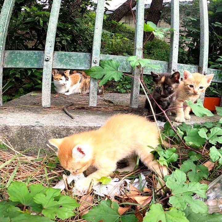 感動猫動画のインスタグラム