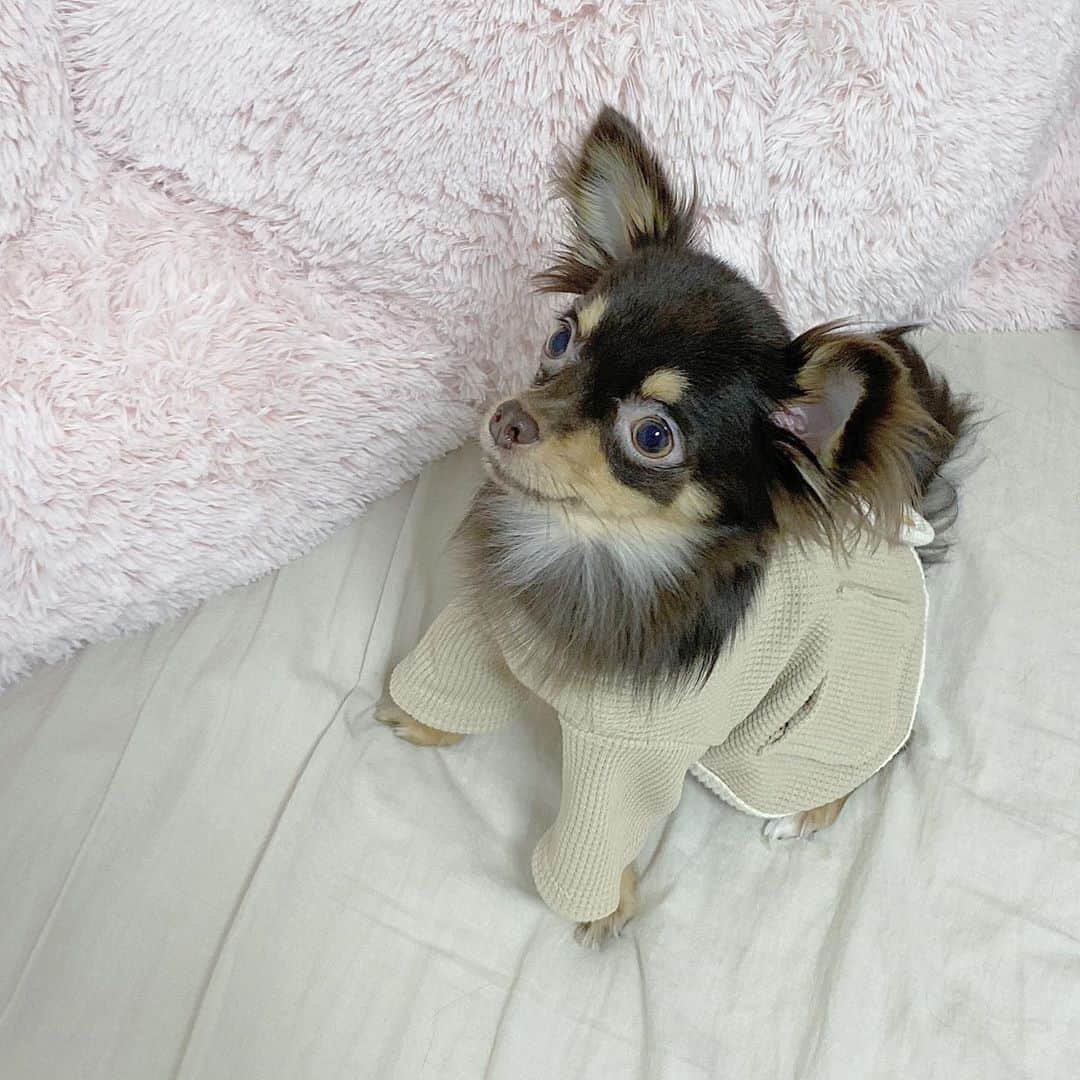 POTATO TVさんのインスタグラム写真 - (POTATO TVInstagram)「♡ ・ ・ 一緒に写真撮ろうとしたら あくびされた🥱（笑） それも かわいい ‪‪❤︎‬ 毎日癒し 𓂃𓈒𓏸 新しいお洋服はベージュの カーディガンをget 🐾 似合ってるし秋にぴったり 🌰 @moncheri.dog  ・ ・ #犬のいる暮らし  #癒しわんこ  #チワワ #チョコタンチワワ #ドッグウェア」9月15日 19時17分 - _karintou_