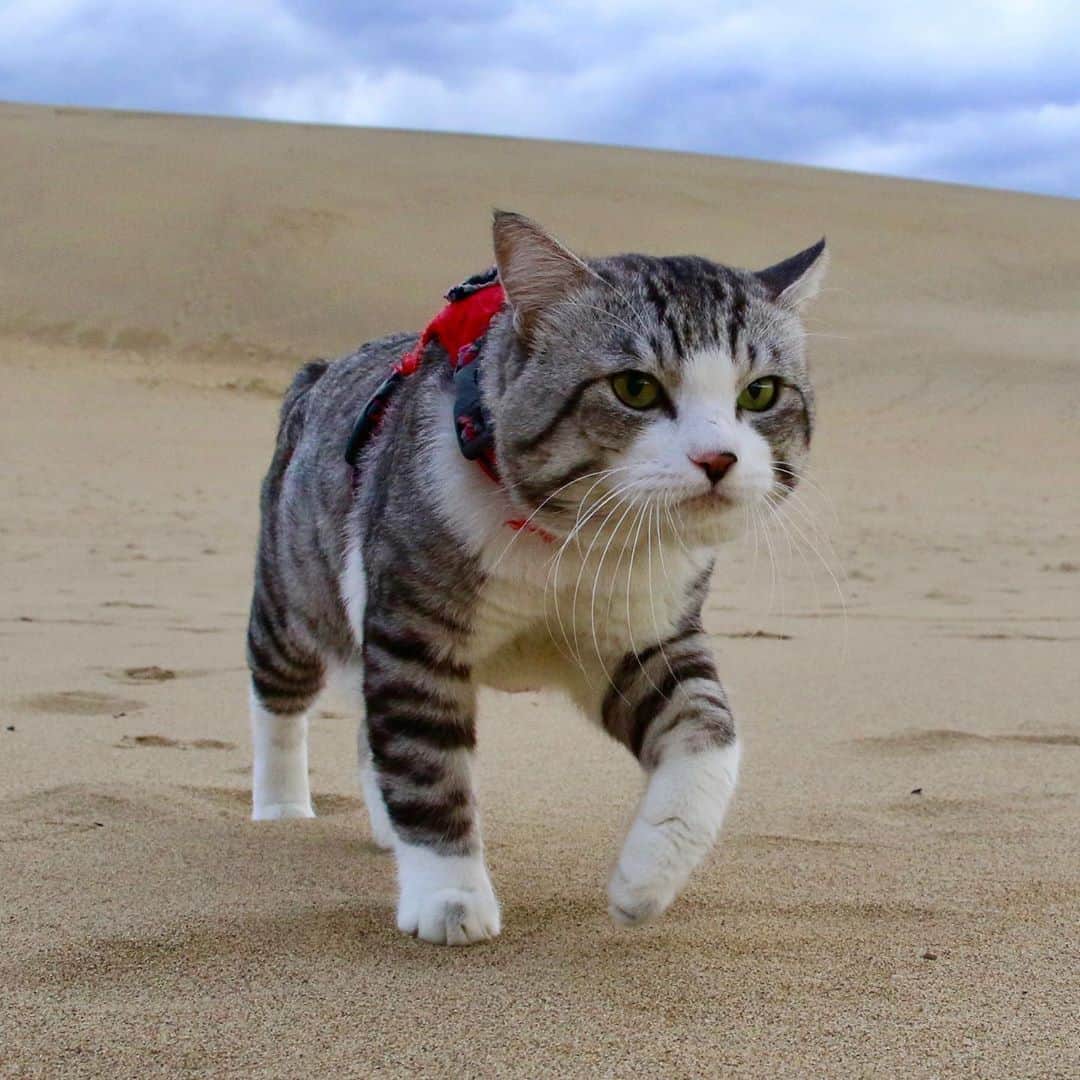 Nyankichi Noranekoさんのインスタグラム写真 - (Nyankichi NoranekoInstagram)「いつか、サハラ砂漠に行ってみたいにゃり😸  改天好想試下去撒哈拉沙漠喵哩😸  I wanna try to go to Sahara desert someday meow 😸  #猫 #cat #고양이 #แมว #貓 #кошка #wats #chat #ニャンスタグラム #gato #catsofinstagram #ねこ部 #旅猫 #cats #aso #japan #猫写真 #ねこ #seekor #ネコ #kitty #catlover #パトロール #kucing #kucinglucu #鳥取砂丘 #鳥取 #tottori」9月15日 19時13分 - noraneko_nyankichi