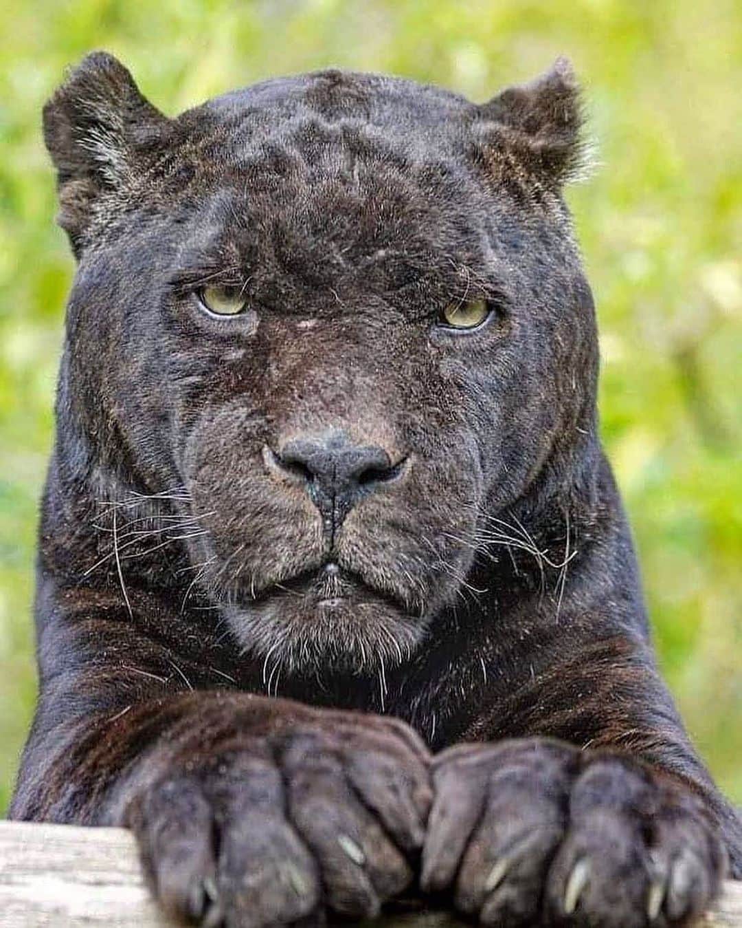 WildLifeのインスタグラム：「Meet Buzz, the awesome, grumpy looking black Jaguar 😎 Photo by @kris_meier_photography」