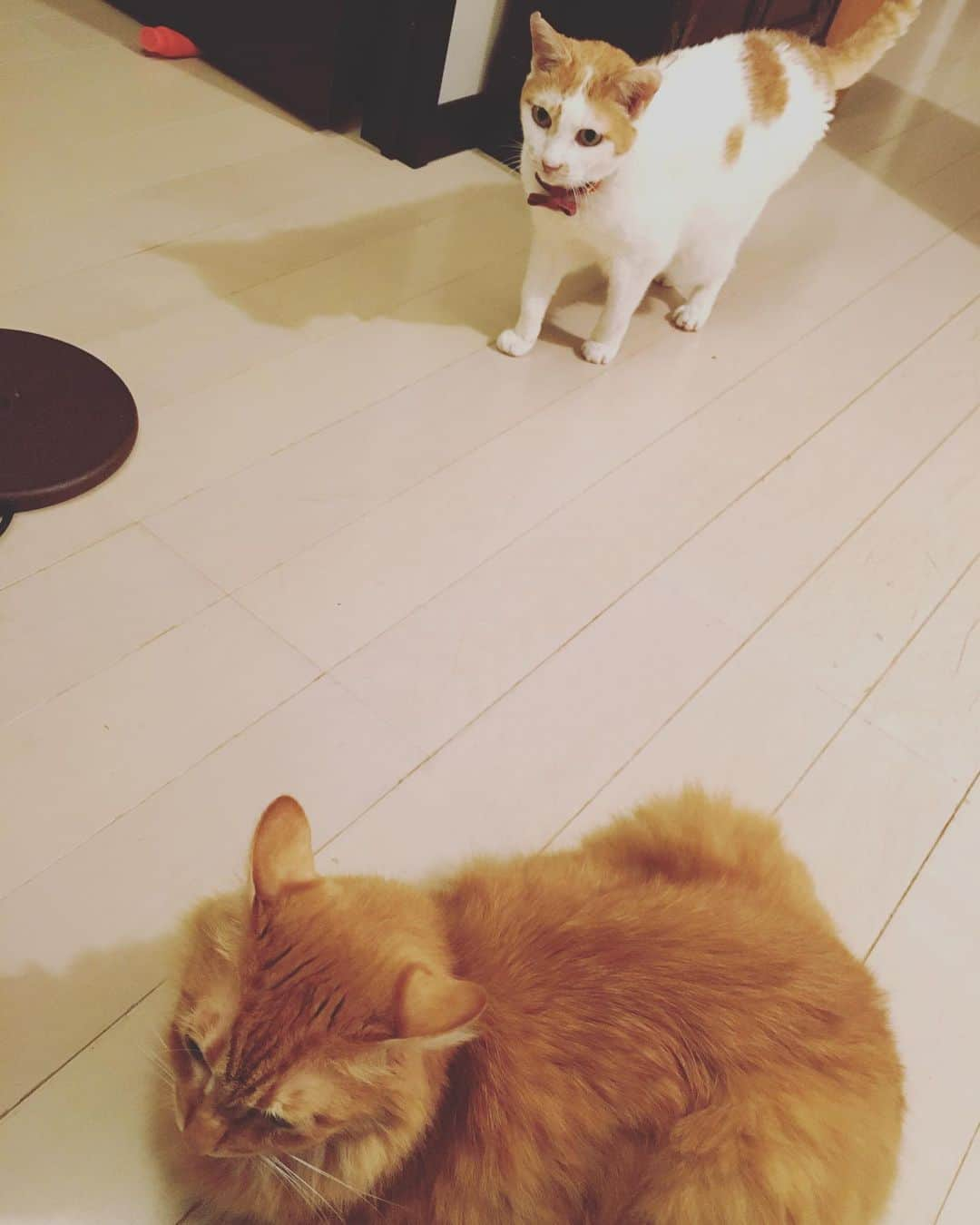 猫沢エミさんのインスタグラム写真 - (猫沢エミInstagram)「どうしたのアブちゃん？さっきから、にゃーにゃー鳴いて、ママのあとばっかりくっついて。  な、なんでもないやい。ちょ、ちょっと遊んで欲しかっただけだもん。  ママ、お仕事なんだから邪魔しちゃダメよ。  そ、そんなのわかってらい。  #CHANECHOES  #ユピ坊　#猫沢イオ　#叱られて」9月15日 19時19分 - necozawaemi