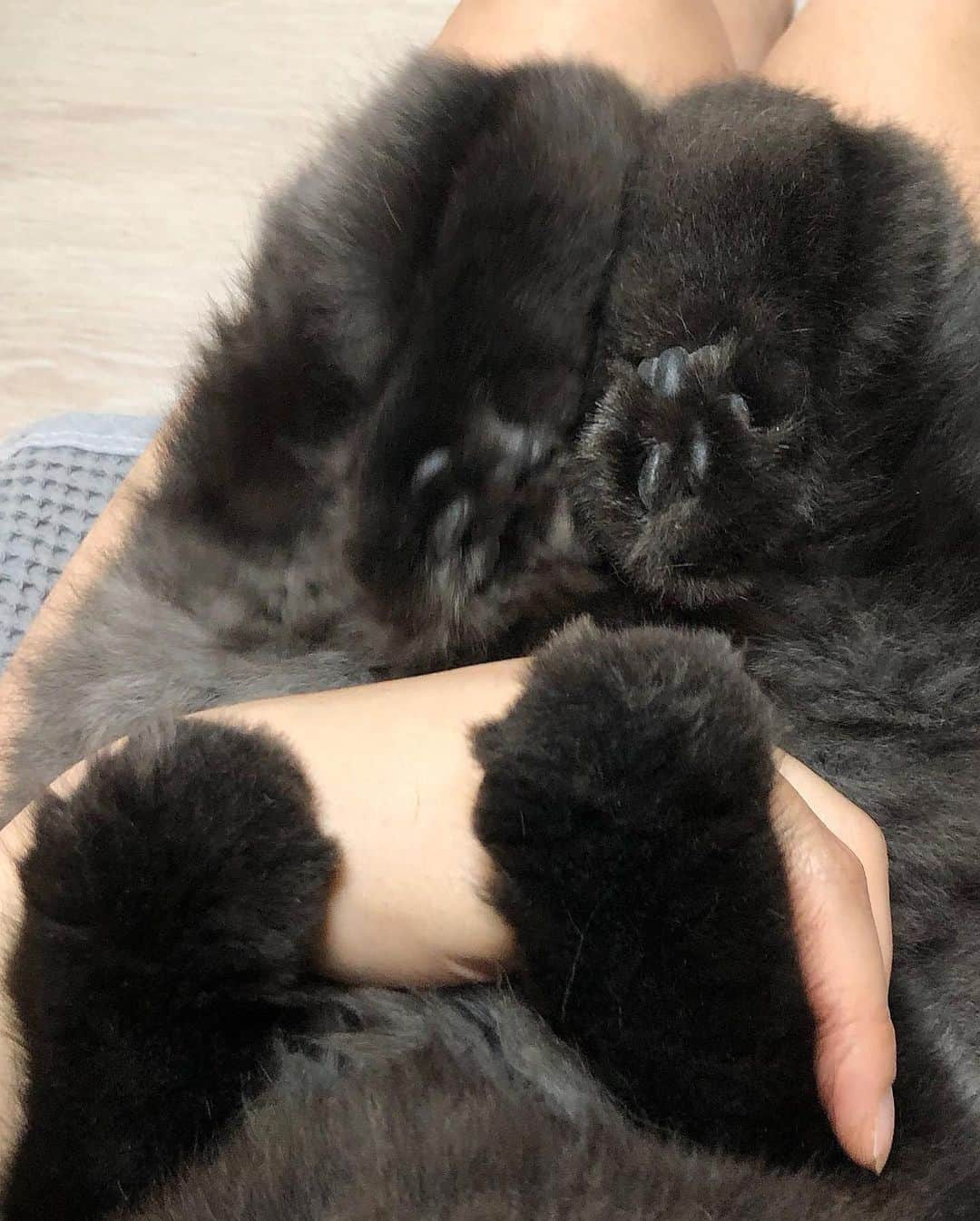 ギモさんのインスタグラム写真 - (ギモInstagram)「즘장님 토끼발 뭐야 증말...🖤 o<-<.... #cat #tencho #가래떡이야모야 #나도있챰」9月15日 19時34分 - 1room1cat