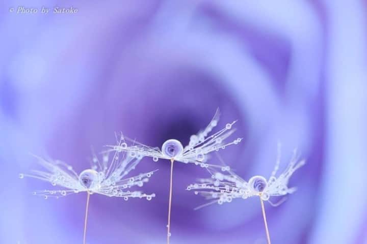 花の写真館のインスタグラム：「Photo by 佐藤 圭子.⠀ .⠀ Original Post[投稿いただいたURL]⠀ https://www.facebook.com/photo.php?fbid=2215810928562424⠀ .⠀ 本アカウントは、 #私の花の写真 をつけてInstagramに投稿された皆さまの花の写真や、「花の写真館」Facebookページで投稿された花の写真を紹介します。⠀ 「花の写真館」Facebookページは、「 @floral.photograph 」のプロフィールにあるURLからご覧ください。⠀ .⠀ ※各自、政府、自治体など公的機関の指示に従った行動をお願いします。⠀⠀ 東京カメラ部および分室では、写真を「見る楽しみ」を提供することを通して、微力ながら皆様にわずかな時間でも癒しをお届けしたいと思っております。⠀ ※本アカウントは東京カメラ部がFacebook、Instagramのサービスを利用して運営しているもので、Facebook社・Instagramとは一切関係ありません。⠀ .⠀ #花の写真館 #floralphotograph #floralphoto #flower #flowers⠀ Follow: @floral.photograph」