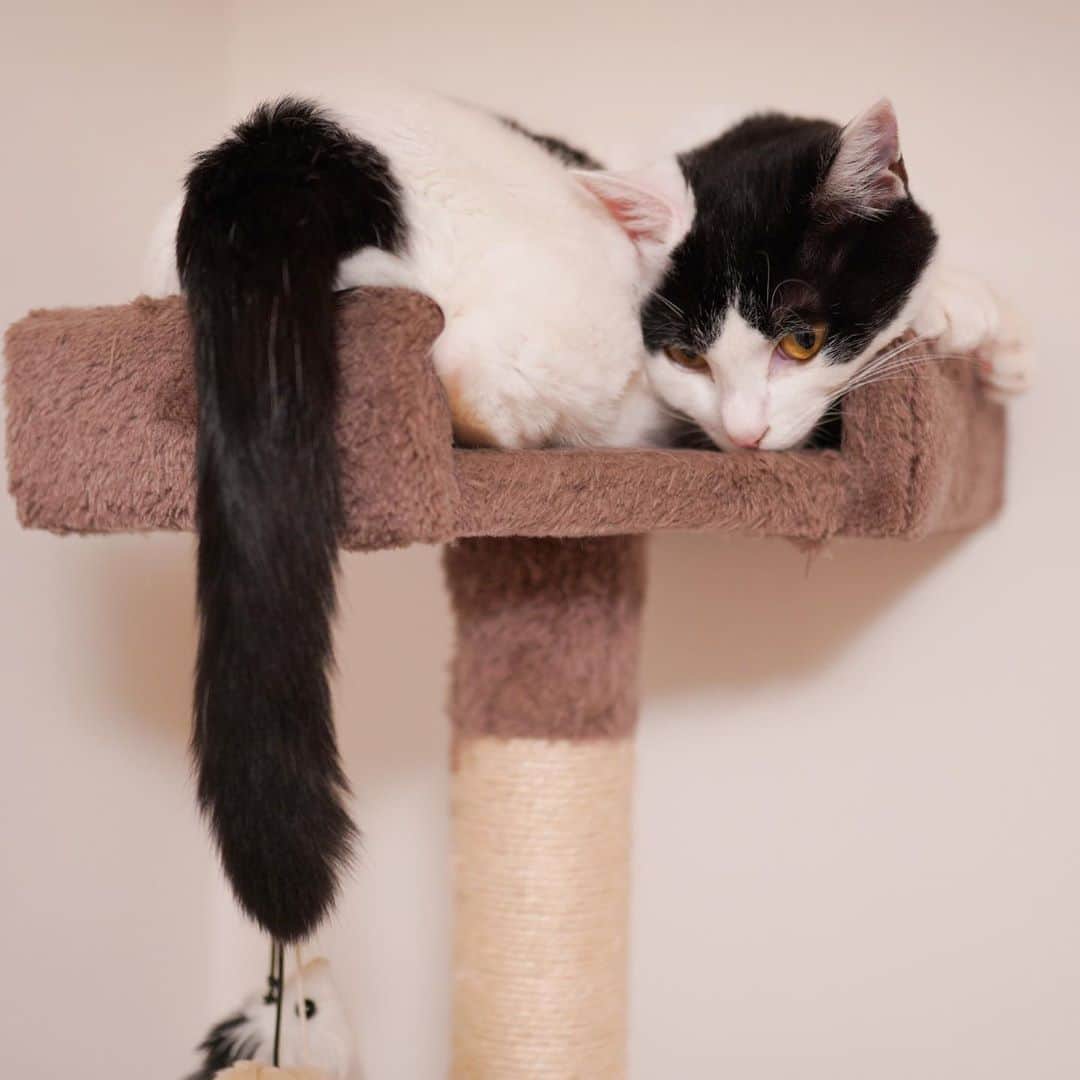 KAZUYAさんのインスタグラム写真 - (KAZUYAInstagram)「今日のにゃんこ19。 体どうなってるの？ もはやこのキャットタワーには体が収まりきらないので、もう少し大きいものを買わせていただきます🙇‍♂️ #猫 #猫のいる暮らし #cat」9月15日 19時33分 - kazuya.hkd