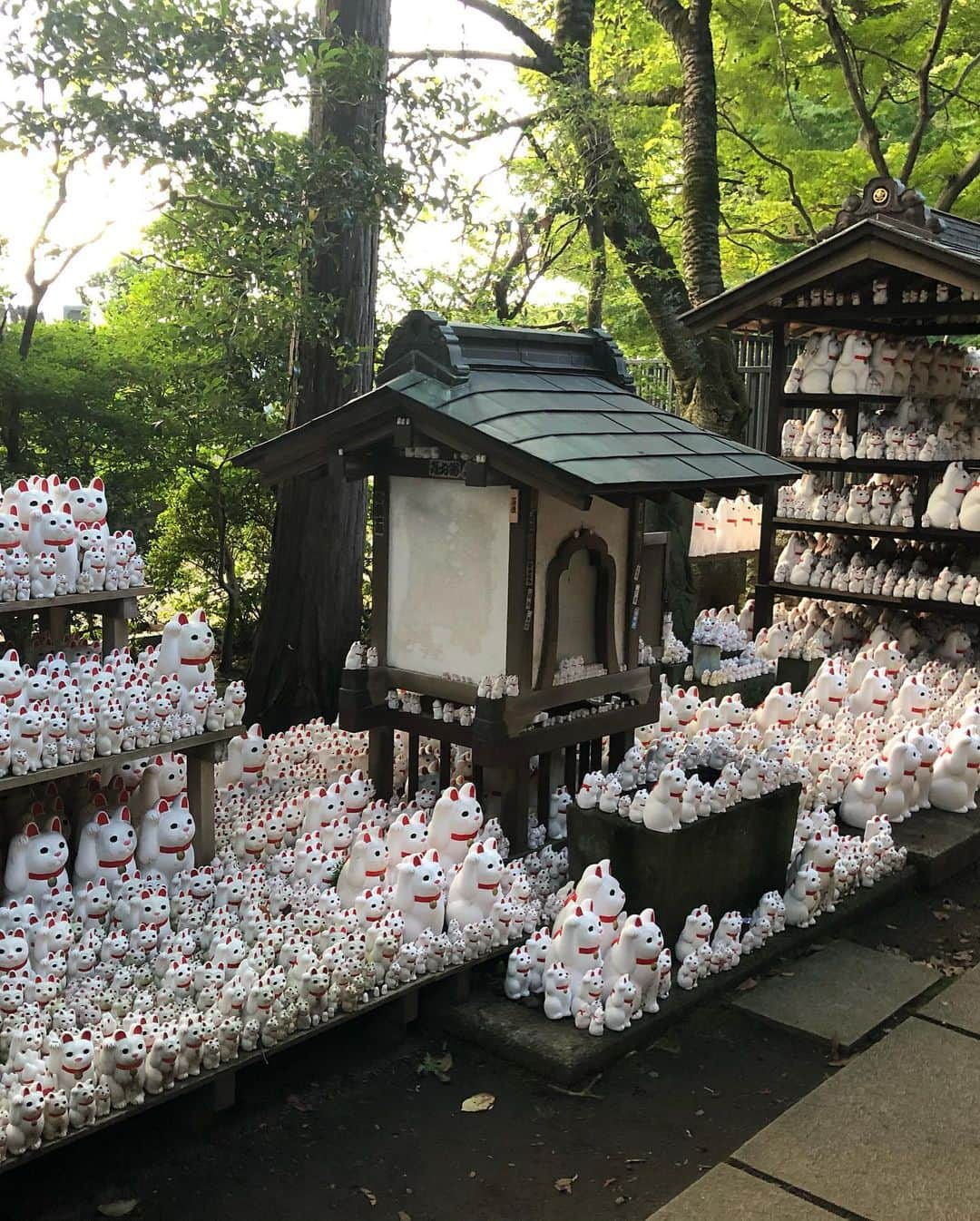 朝桐光さんのインスタグラム写真 - (朝桐光Instagram)「先日行った、豪徳寺✨ 招き猫が沢山いた✨😊✨ 招き猫は買えて、願いが叶ったら、返しに行くんだってー🎶 願いを叶えた招き猫ちゃん達が沢山おいてあったよ❤️ 時間的に招き猫ちゃん買えなかったから、近々買いに行こっと👍✨ #世田谷#豪徳寺#招き猫#願い事」9月15日 19時46分 - akari_asagiri