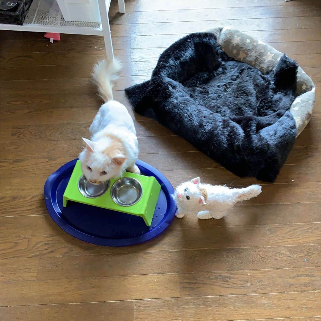Kachimo Yoshimatsuさんのインスタグラム写真 - (Kachimo YoshimatsuInstagram)「あら！チビおかきさん！ Oh!  Baby Okaki-san! @yosoneko1962 さんが作ってくれたチビおかき。床にちょいと置いてたらおかきと錯覚します。 #うちの猫ら #おかき #okaki #猫 #ねこ #cat #ネコ #catstagram #ネコ部 http://kachimo.exblog.jp」9月15日 19時46分 - kachimo